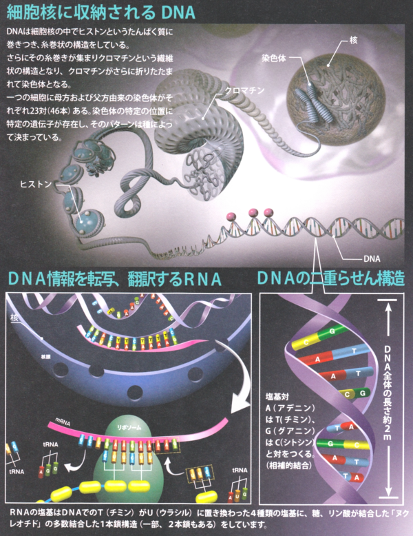 DNA構造説明図