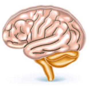 核酸は認知症の予防、脳力をアップします